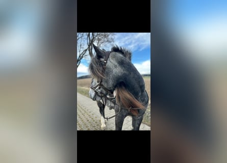 Gypsy Horse, Mare, 4 years, 14.3 hh, Grey-Dapple