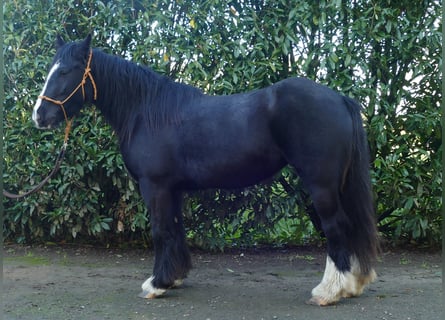 Gypsy Horse, Mare, 4 years, 14,1 hh, Black