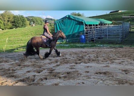 Gypsy Horse, Mare, 4 years, 14,2 hh, Bay-Dark