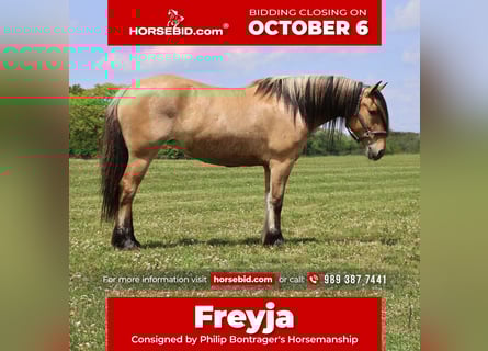 Gypsy Horse Mix, Mare, 4 years, 14,3 hh, Dun