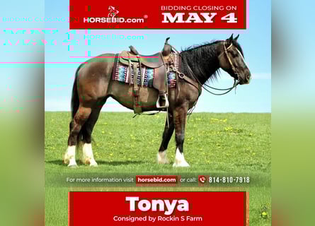 Gypsy Horse Mix, Mare, 4 years, Grullo