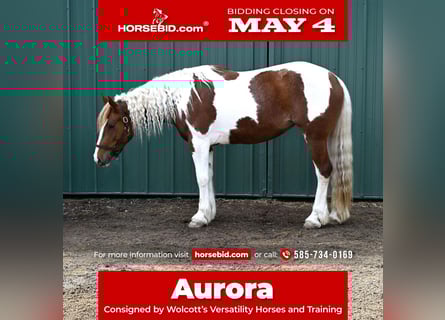 Gypsy Horse Mix, Mare, 4 years, Pinto