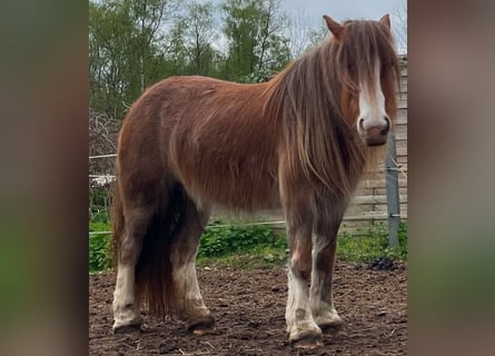 Gypsy Horse, Mare, 5 years, 12.3 hh
