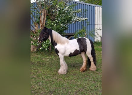 Gypsy Horse, Mare, 5 years, 12,1 hh, Pinto