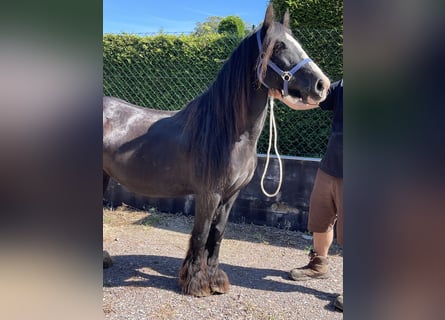 Gypsy Horse, Mare, 5 years, 13.2 hh, Pinto