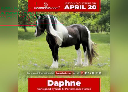 Gypsy Horse, Mare, 5 years, 13.3 hh, Pinto