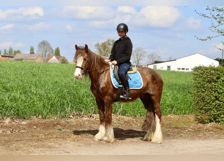 Gypsy Horse, Mare, 5 years, 13.3 hh, Roan-Red