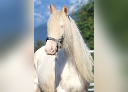 Gypsy Horse, Mare, 5 years, 13 hh, Sabino