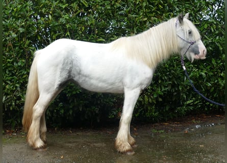 Gypsy Horse, Mare, 5 years, 13,1 hh, Pinto