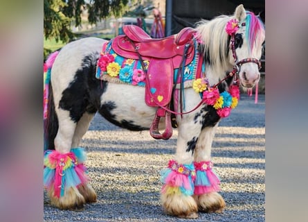 Gypsy Horse, Mare, 5 years, 13,1 hh, Pinto