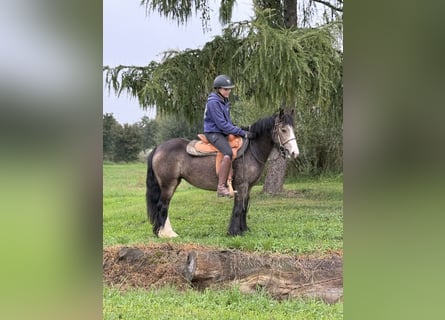 Gypsy Horse, Mare, 5 years, 13,2 hh, Buckskin