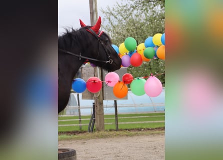 Gypsy Horse, Mare, 5 years, 14.1 hh, Black
