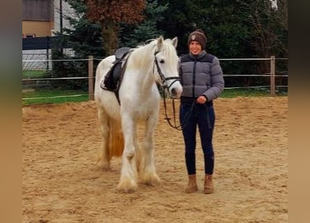 Gypsy Horse, Mare, 5 years, 14.1 hh, Pinto