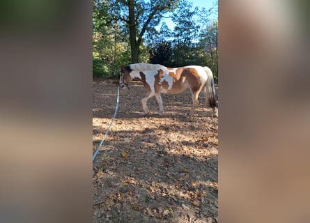 Gypsy Horse Mix, Mare, 5 years, 14,1 hh, Pinto