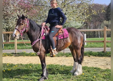 Gypsy Horse, Mare, 5 years, 14.2 hh, Brown