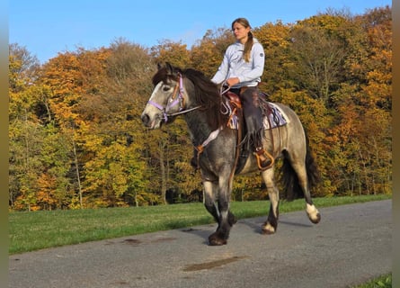 Gypsy Horse, Mare, 5 years, 14,3 hh, Buckskin