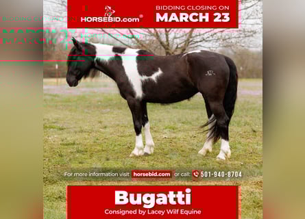 Gypsy Horse Mix, Mare, 5 years, 14.3 hh, Pinto