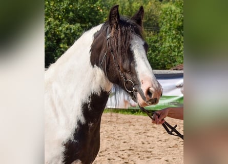 Gypsy Horse, Mare, 5 years, 14 hh, Pinto