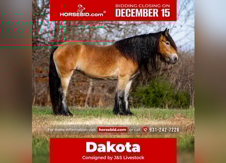 Gypsy Horse, Mare, 5 years, 14,1 hh, Bay