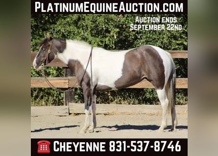 Gypsy Horse, Mare, 5 years, 14,3 hh, Grullo