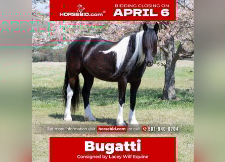 Gypsy Horse Mix, Mare, 5 years, 14,3 hh, Pinto