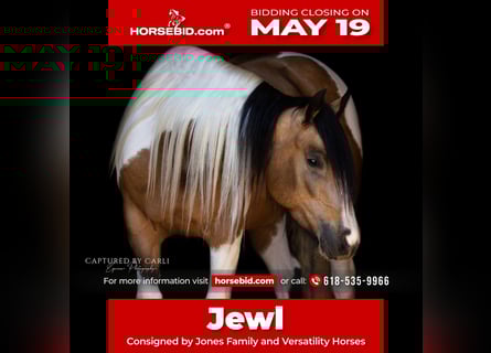 Gypsy Horse Mix, Mare, 5 years, 15,1 hh