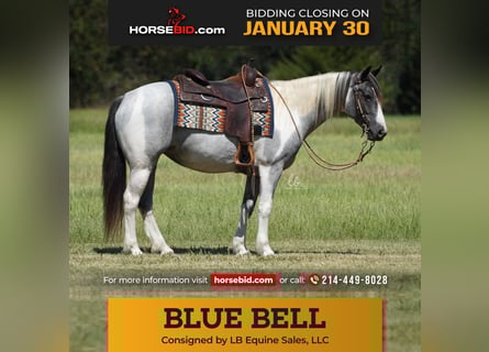 Gypsy Horse Mix, Mare, 6 years, 14.1 hh, Roan-Blue