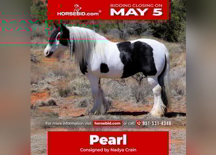 Gypsy Horse, Mare, 6 years, 14.2 hh
