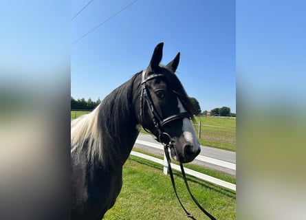 Gypsy Horse, Mare, 6 years, 14,3 hh, Pinto
