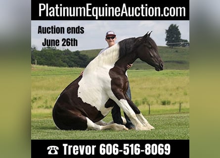 Gypsy Horse, Mare, 6 years, 16 hh, Tobiano-all-colors