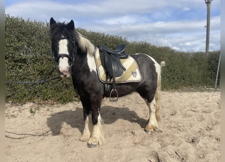 Gypsy Horse, Mare, 7 years, 12.2 hh