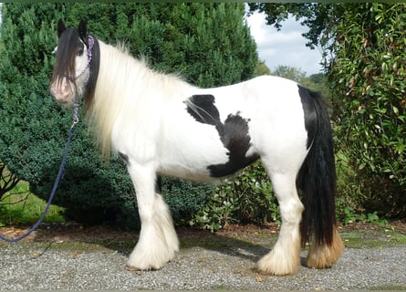 Tinker, Stute, 7 Jahre, 12,2 hh, Schecke