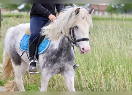 Gypsy Horse, Mare, 7 years, 12 hh, Roan-Blue