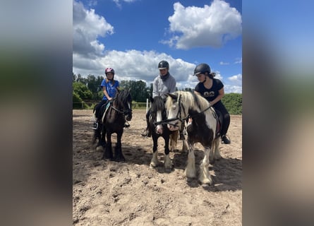 Gypsy Horse, Mare, 7 years, 12,2 hh