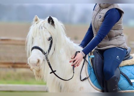 Gypsy Horse, Mare, 7 years, 13,1 hh, Pinto