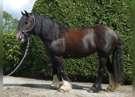 Gypsy Horse, Mare, 7 years, 13,1 hh, Black