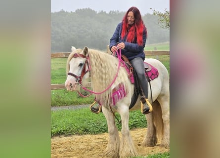 Gypsy Horse, Mare, 7 years, 13,3 hh, Pinto
