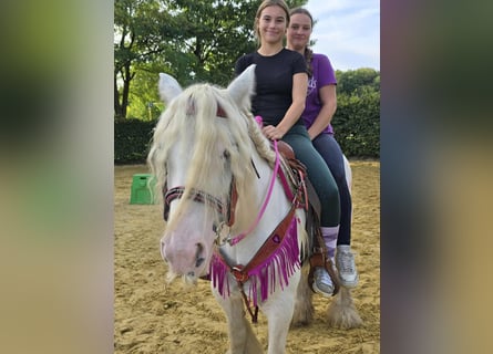 Gypsy Horse, Mare, 7 years, 13,3 hh, Pinto