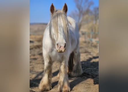 Gypsy Horse, Mare, 7 years, 14.3 hh, White