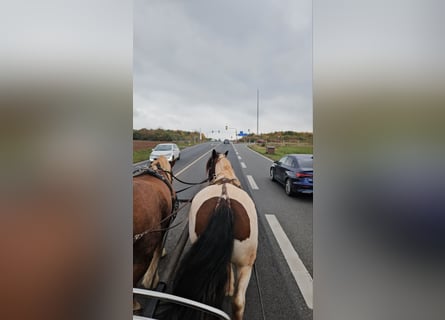 Gypsy Horse, Mare, 7 years, 15 hh, Pinto