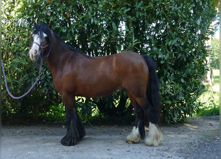 Gypsy Horse, Mare, 8 years, 12.1 hh, Brown