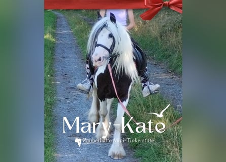 Gypsy Horse, Mare, 8 years, 12,1 hh, Pinto