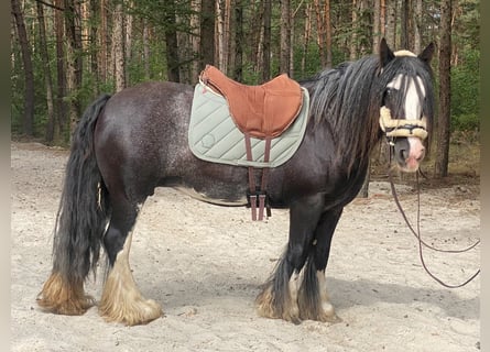 Gypsy Horse, Mare, 8 years, 13.1 hh