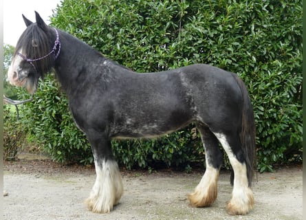 Gypsy Horse, Mare, 8 years, 13.2 hh, Black