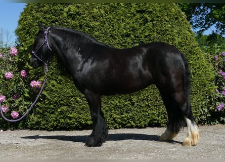 Gypsy Horse, Mare, 8 years, 13,1 hh, Black