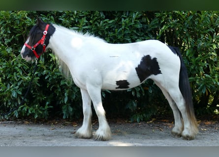 Gypsy Horse, Mare, 8 years, 13,1 hh, Pinto