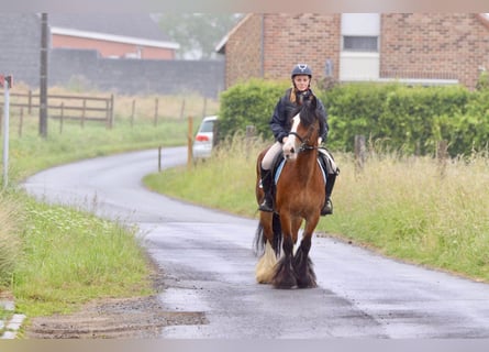 Gypsy Horse, Mare, 8 years, 13,2 hh, Brown