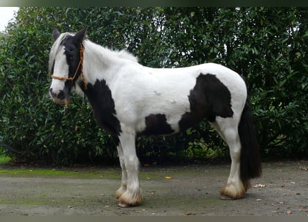 Gypsy Horse, Mare, 8 years, 13,2 hh, Pinto