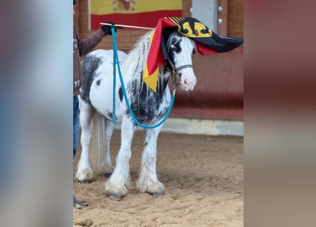 Gypsy Horse, Mare, 8 years, 13,3 hh, Pinto