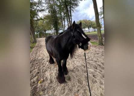 Gypsy Horse, Mare, 9 years, 13.1 hh, Black